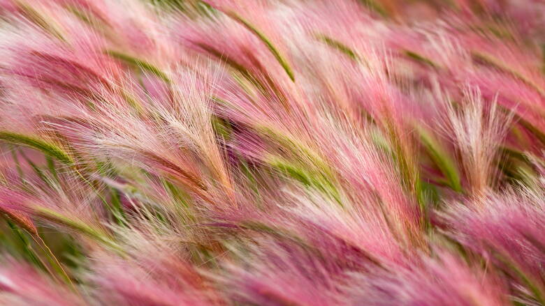 Zoom: foxtail-barley.jpg