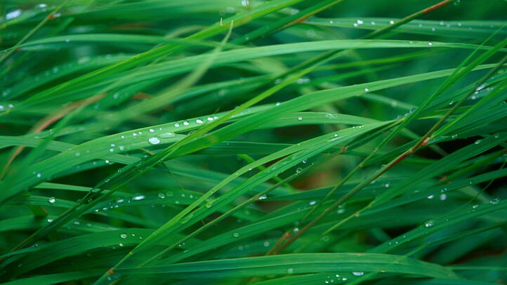 grass-blades.jpg