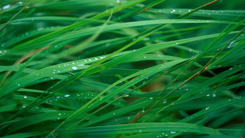 Zoom: grass-blades.jpg