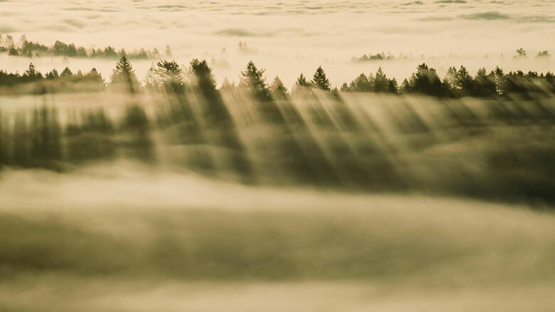 Zoom: foggy-forest.jpg