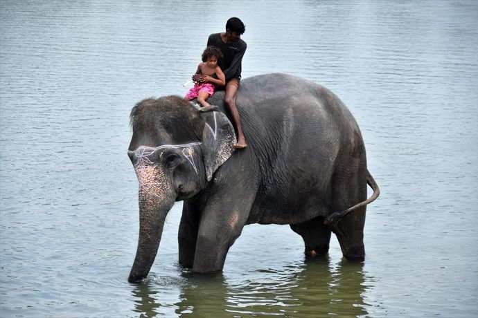 elefant-_east_rapti_river-_sauraha_1.jpg