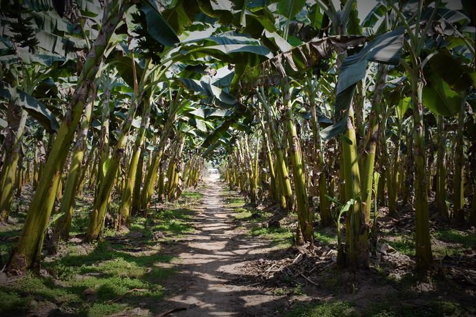 Banana Grove, Chitwan