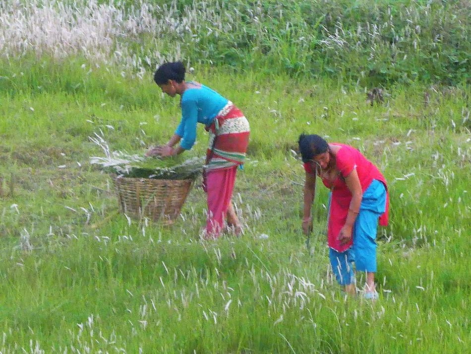 working_in_the_fields-_ratnanagar_2.jpg