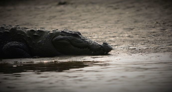 crocodile_rapti_river.jpg