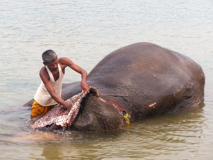washing_the_elefant-_east_rapti_river-_sauraha.jpg