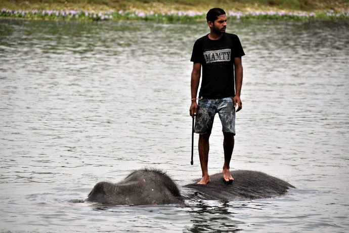 elefants_bath-_east_rapti_river-_sauraha.jpg