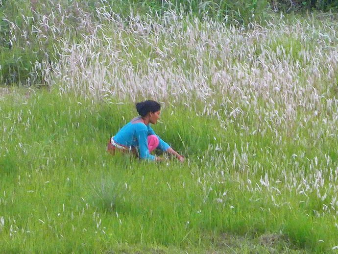 working_in_the_fields-_ratnanagar_1.jpg